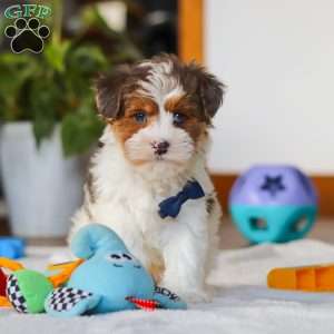 Brodie, Yorkie Poo Puppy